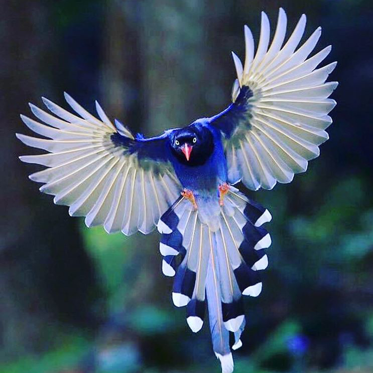 Biodanza in joyful movement